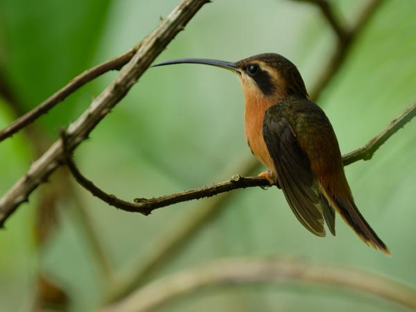 Zaagsnavelheremietkolibrie (Ramphodon naevius)